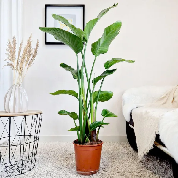 Strelicja biała (Strelitzia nicolai) 130cm