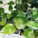 Strelicja biała (Strelitzia nicolai) 30cm