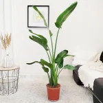 Strelicja biała (Strelitzia nicolai) 140cm