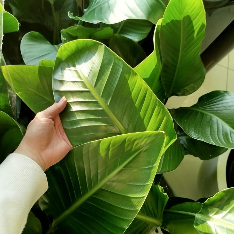 Strelicja biała (Strelitzia nicolai) 100cm