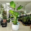 Strelicja biała (Strelitzia nicolai) 160-180cm