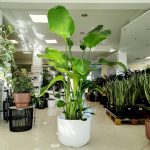 Strelicja biała (Strelitzia nicolai) 175cm