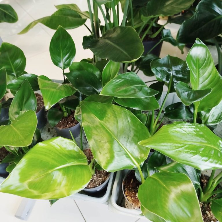 Strelicja biała (Strelitzia nicolai) 30cm