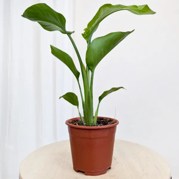 Strelicja biała (Strelitzia nicolai) 45cm