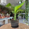 Strelicja biała (Strelitzia nicolai)