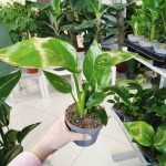 Strelicja biała (Strelitzia nicolai) 30cm