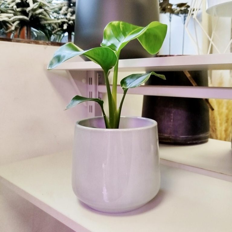 Strelicja biała (Strelitzia nicolai) 40cm