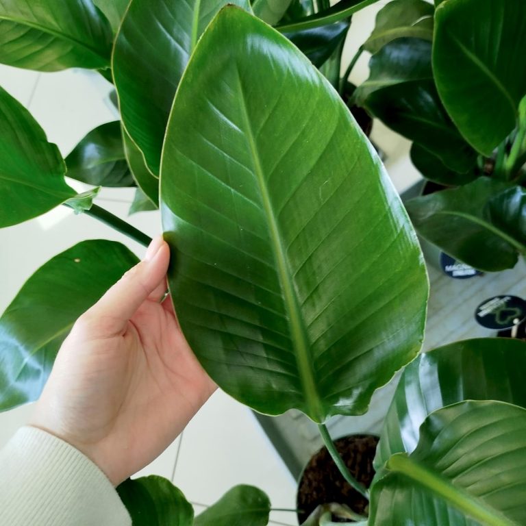 Strelicja biała (Strelitzia nicolai) 100cm