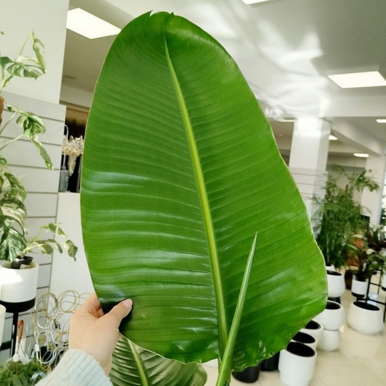 Strelicja biała (Strelitzia nicolai) 175cm