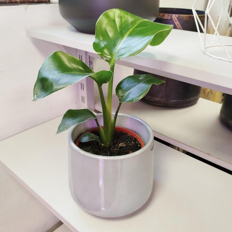 Strelicja biała (Strelitzia nicolai) 40cm