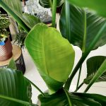 Strelicja biała (Strelitzia nicolai) 175cm