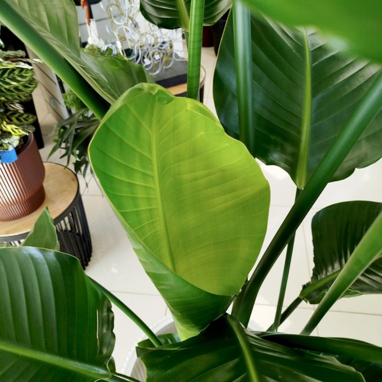 Strelicja biała (Strelitzia nicolai) 175cm