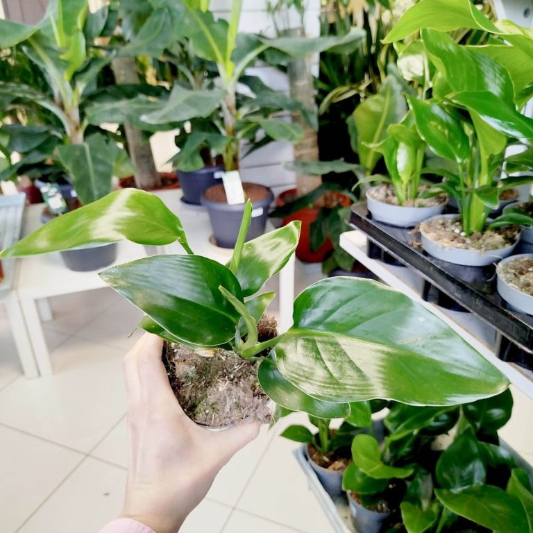 Strelicja biała (Strelitzia nicolai) 30cm