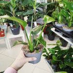 Strelicja biała (Strelitzia nicolai) 30cm