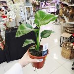 Strelicja biała (Strelitzia nicolai) 40cm