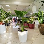 Strelicja biała (Strelitzia nicolai) 100cm