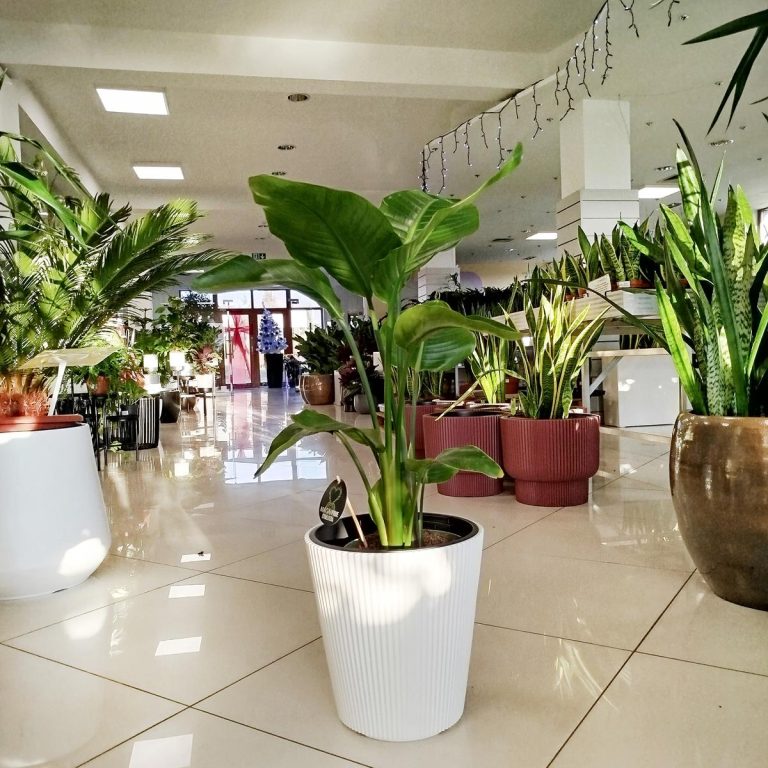 Strelicja biała (Strelitzia nicolai) 100cm