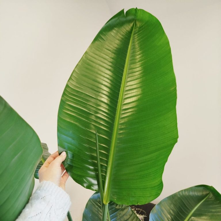 Strelicja biała (Strelitzia nicolai) 175cm