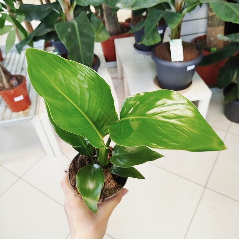 Strelicja biała (Strelitzia nicolai) 30cm