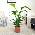 Strelicja biała (Strelitzia nicolai) 80cm