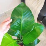 Strelicja biała (Strelitzia nicolai) 80cm