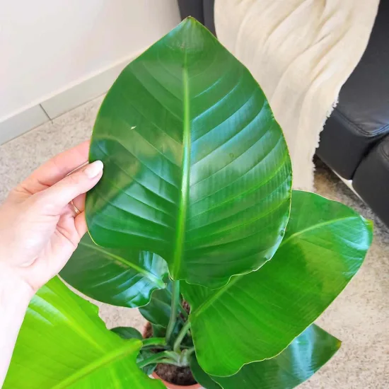 Strelicja biała (Strelitzia nicolai) 80cm