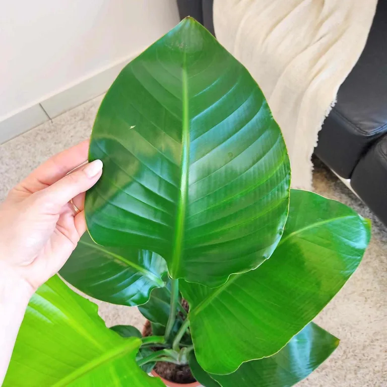 Strelicja biała (Strelitzia nicolai) 80cm