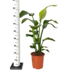 Strelicja biała (Strelitzia nicolai) 80cm