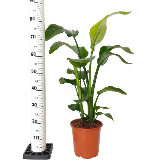 Strelicja biała (Strelitzia nicolai) 80cm
