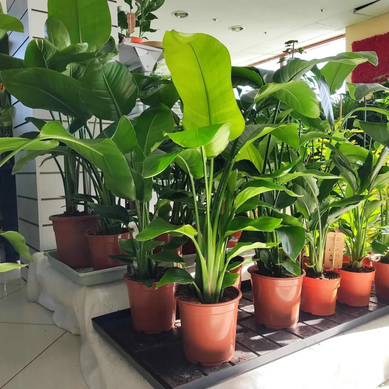 Strelicja biała (Strelitzia nicolai) 80cm