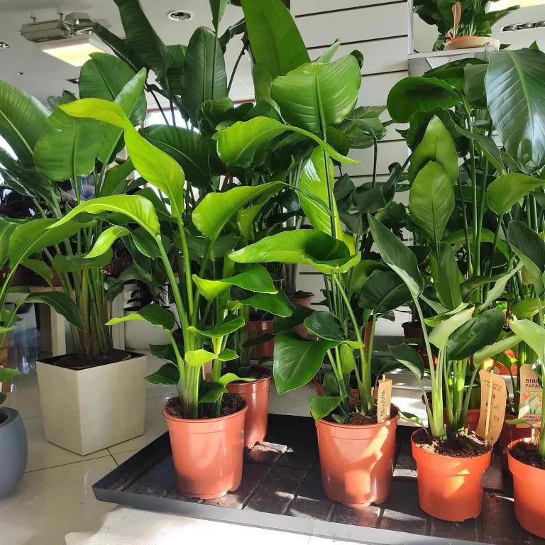 Strelicja biała (Strelitzia nicolai) 80cm