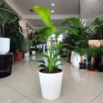 Strelicja biała (Strelitzia nicolai) 80cm