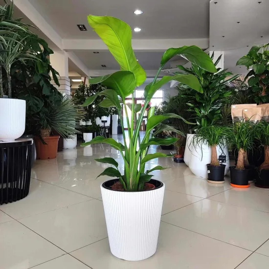 Strelicja biała (Strelitzia nicolai) 80cm
