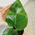 Strelicja biała (Strelitzia nicolai) 40cm