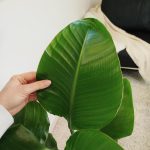 Strelicja biała (Strelitzia nicolai) 100cm