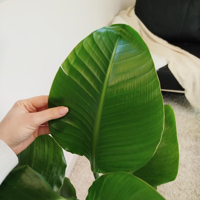 Strelicja biała (Strelitzia nicolai) 100cm