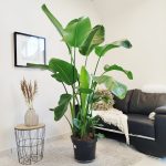 Strelicja biała (Strelitzia nicolai) 175cm