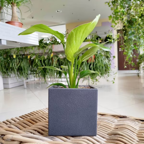 Strelicja biała (Strelitzia nicolai) 30cm