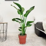 Strelicja biała (Strelitzia nicolai) 90cm