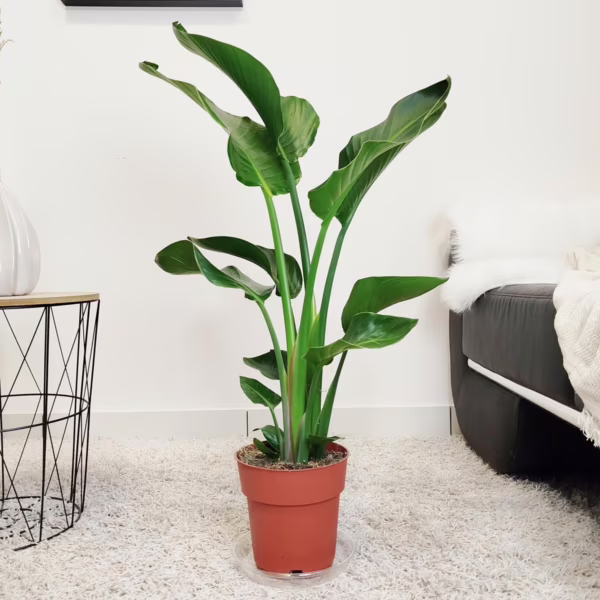 Strelicja biała (Strelitzia nicolai) 85-95cm