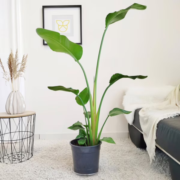 Strelicja biała (Strelitzia nicolai) 130-140cm