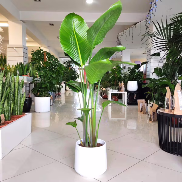 Strelicja biała (Strelitzia nicolai) 120-140cm