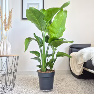 Strelicja biała (Strelitzia nicolai) 120-140cm