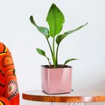 Strelicja królewska (Strelitzia reginae) 35cm