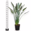 Strelicja królewska (Strelitzia reginae) z pąkami 130-140cm