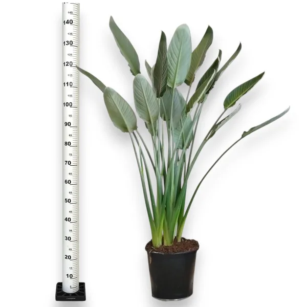 Strelicja królewska (Strelitzia reginae) z pąkami 135cm