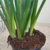 Strelicja królewska (Strelitzia reginae) z pąkami 130-140cm