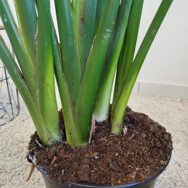 Strelicja królewska (Strelitzia reginae) z pąkami 135cm