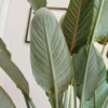 Strelicja królewska (Strelitzia reginae) z pąkami 130-140cm