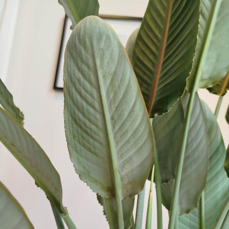 Strelicja królewska (Strelitzia reginae) z pąkami 140cm